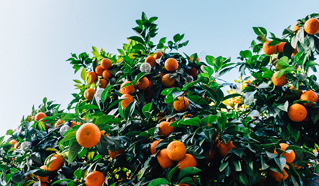 Freaky Fresh Oranges