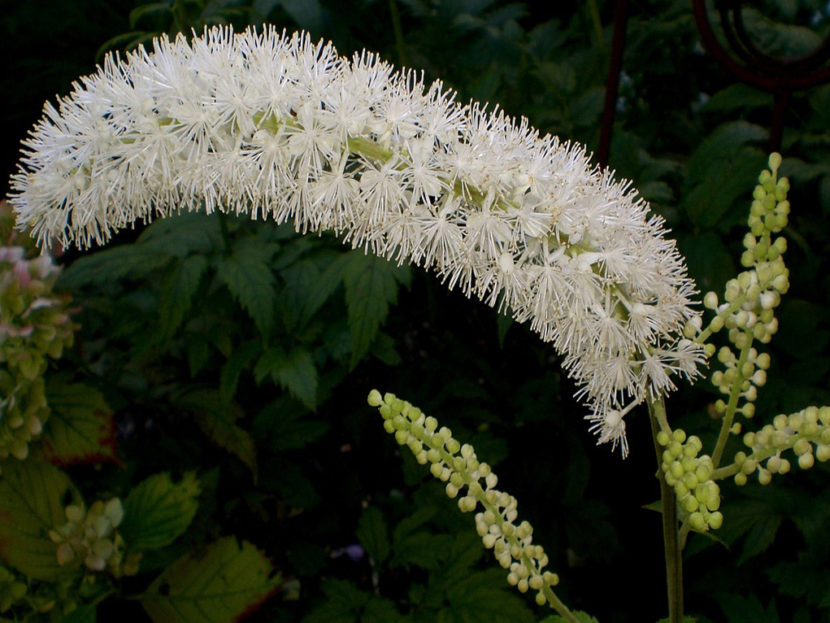 Black Cohosh