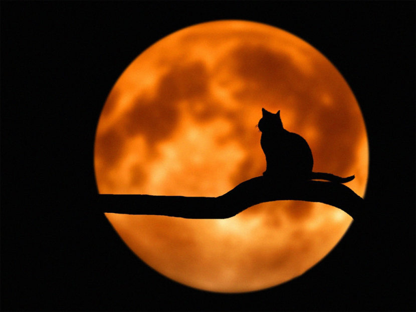 Moon Cat