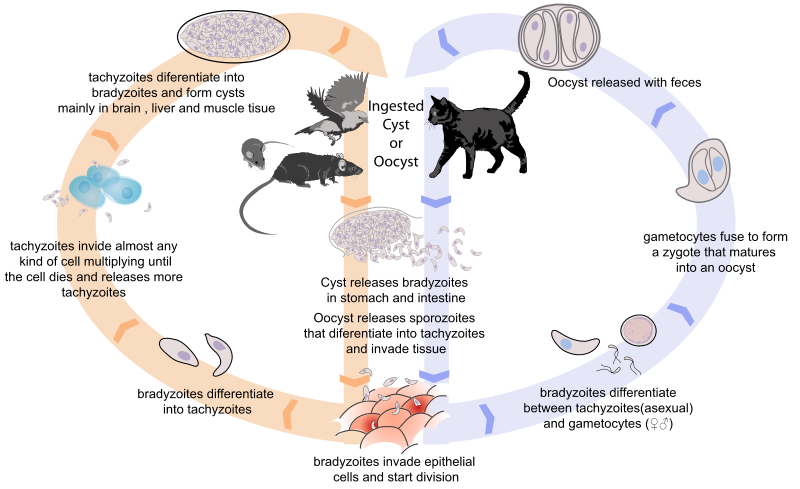 Toxoplasmosis Cycle of Life