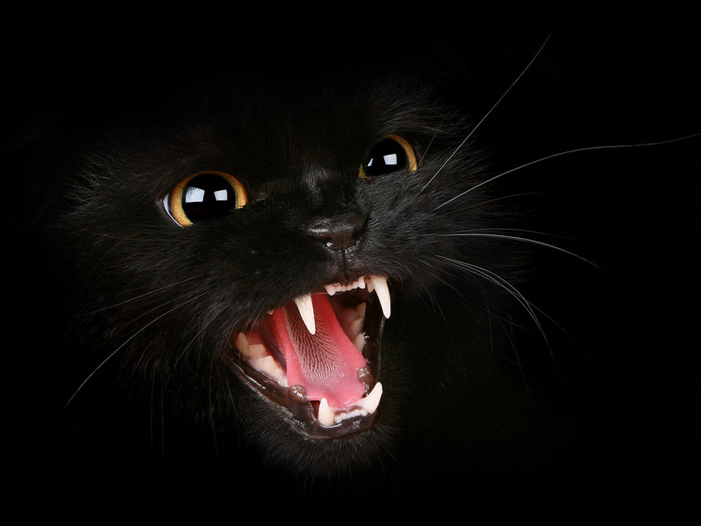 Fierce Black Cat
