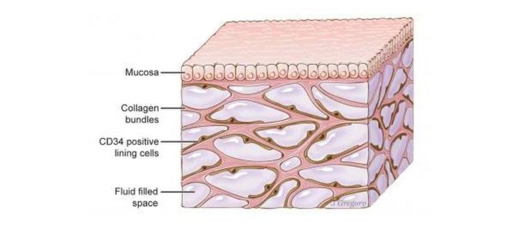 Interstitium Illustration